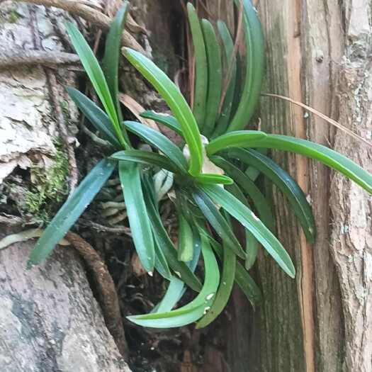 石柱风兰富贵兰。