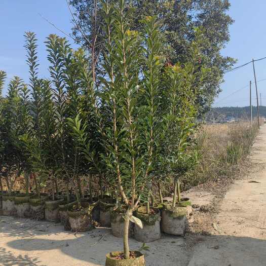 靖州县精品优质杨梅杯苗一年，两年，三年的大量出售。