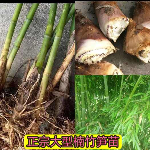 长沙包邮型楠竹苗毛竹苗绿化园林采笋室外浓香型耐寒楠竹
