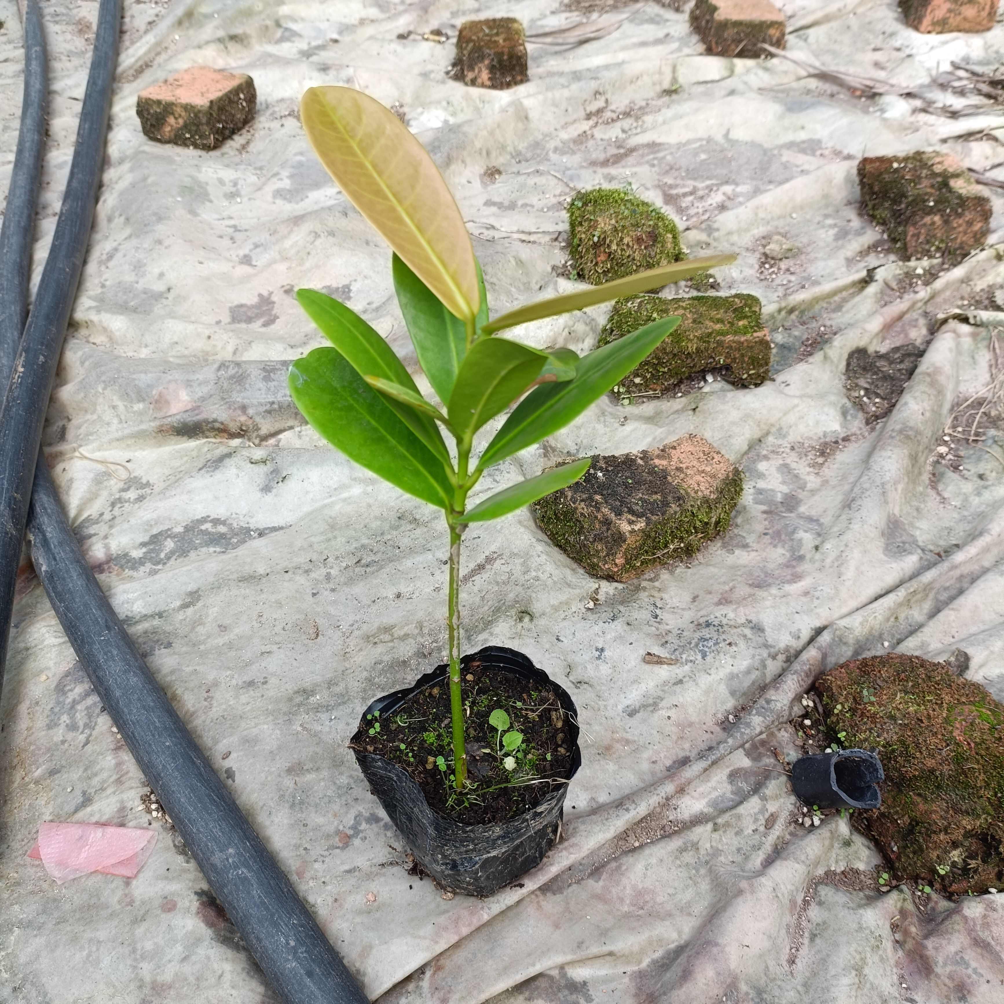 福木苗  菲岛福木树种苗庭院园林绿化观叶绿植