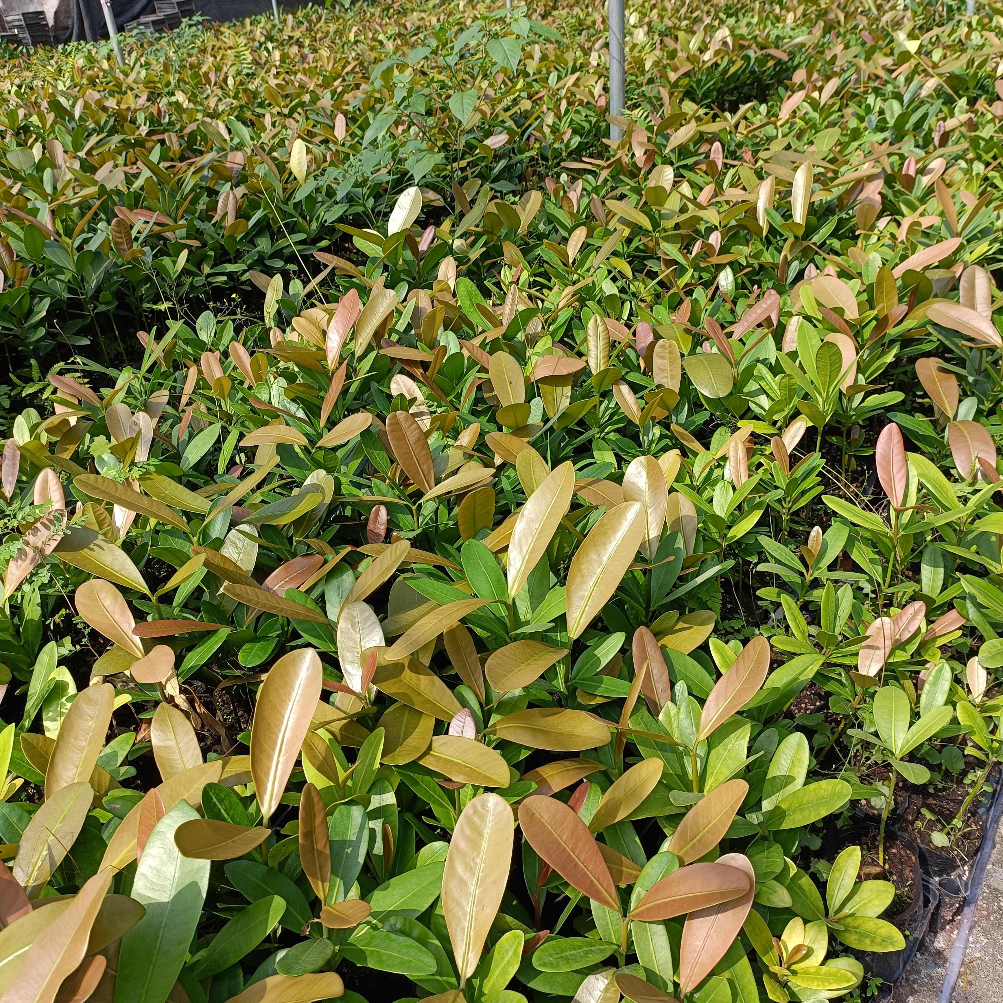 福木苗  菲岛福木树种苗庭院园林绿化观叶绿植