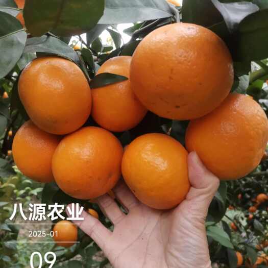 上林县沃柑广西3000亩丨产地职业代办丨整车代发丨越南订单对接