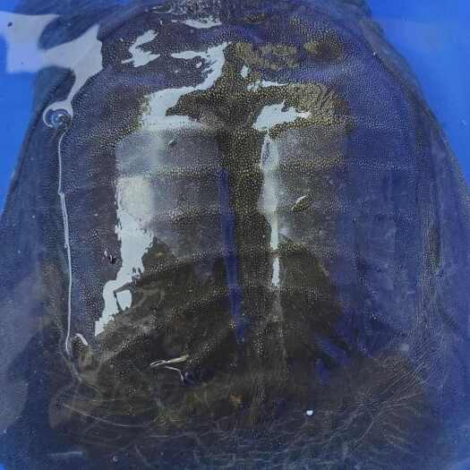 南丰县江西南丰8一10年老甲鱼，3一10斤