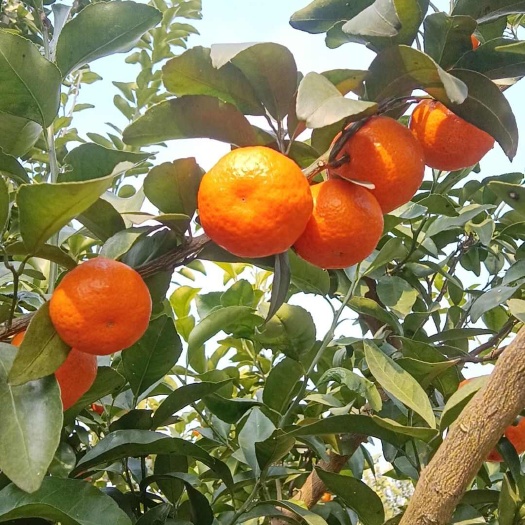 宁远县沃柑沙糖桔