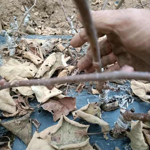 永顺县猕猴桃果苗直销