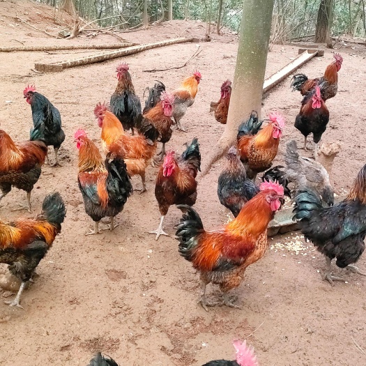 重庆市出售玉米鸡