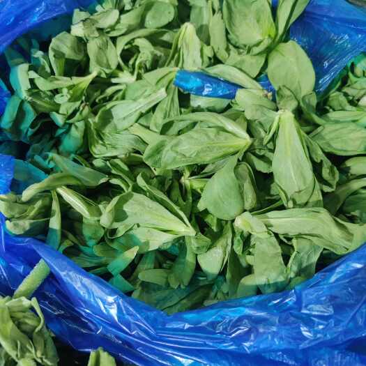 南通大叶茼蒿
