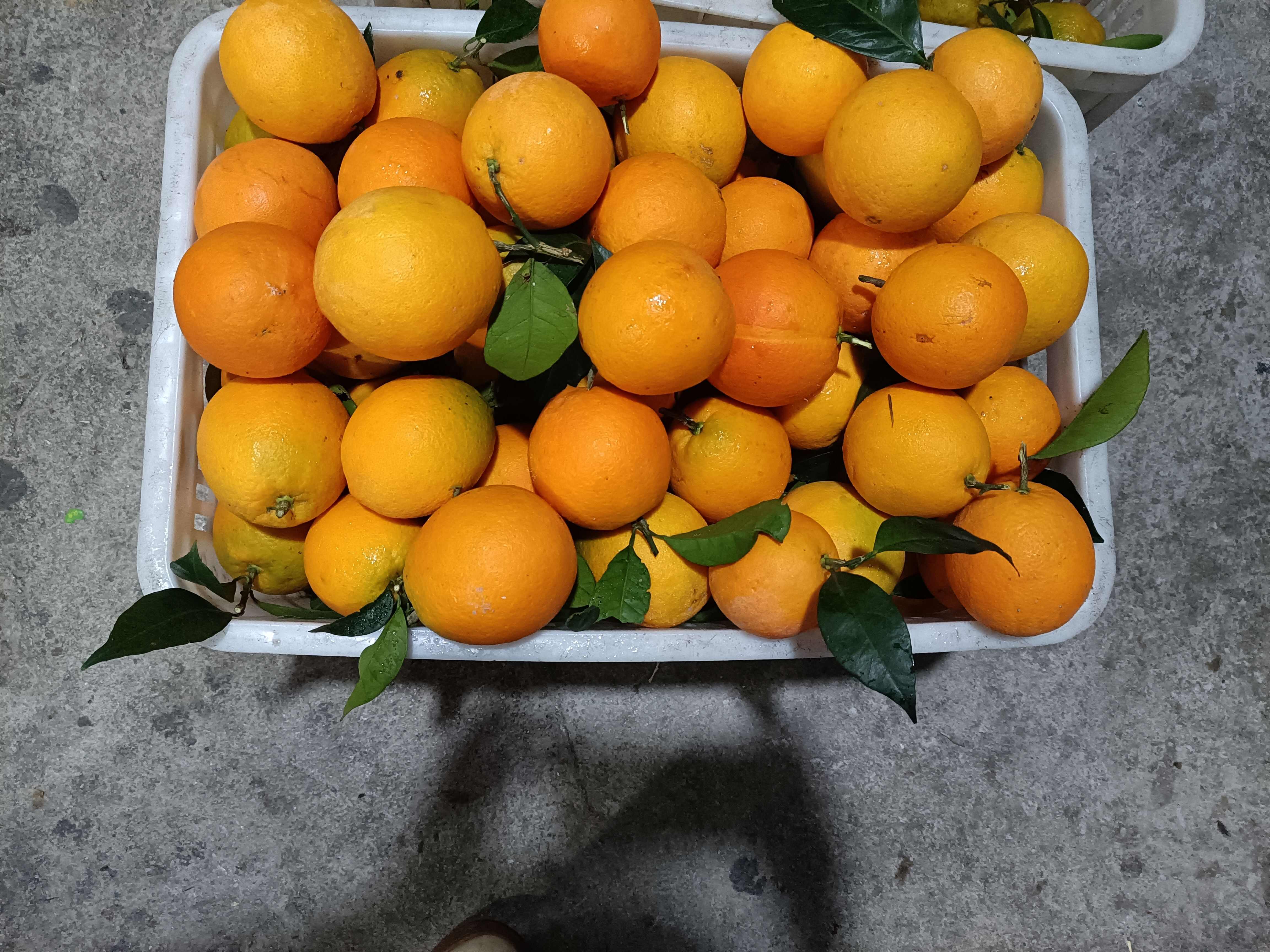 赤水河桠杆甜橙。