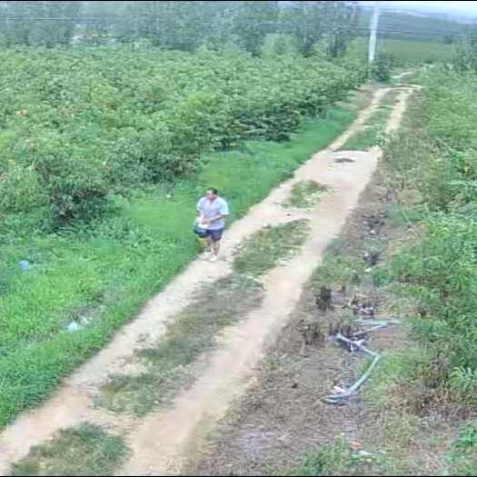 莒县沙土地