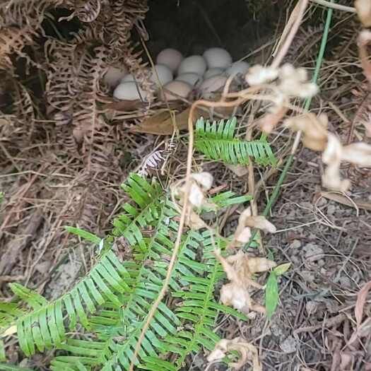 灵山县灵山土鸡蛋新鲜直供来自广西钦州天然健康营养丰富味道佳