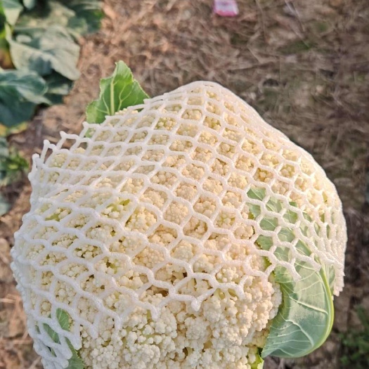 汨罗市汨罗市新鲜甘蓝花菜直供蔬菜产地发货当日采摘