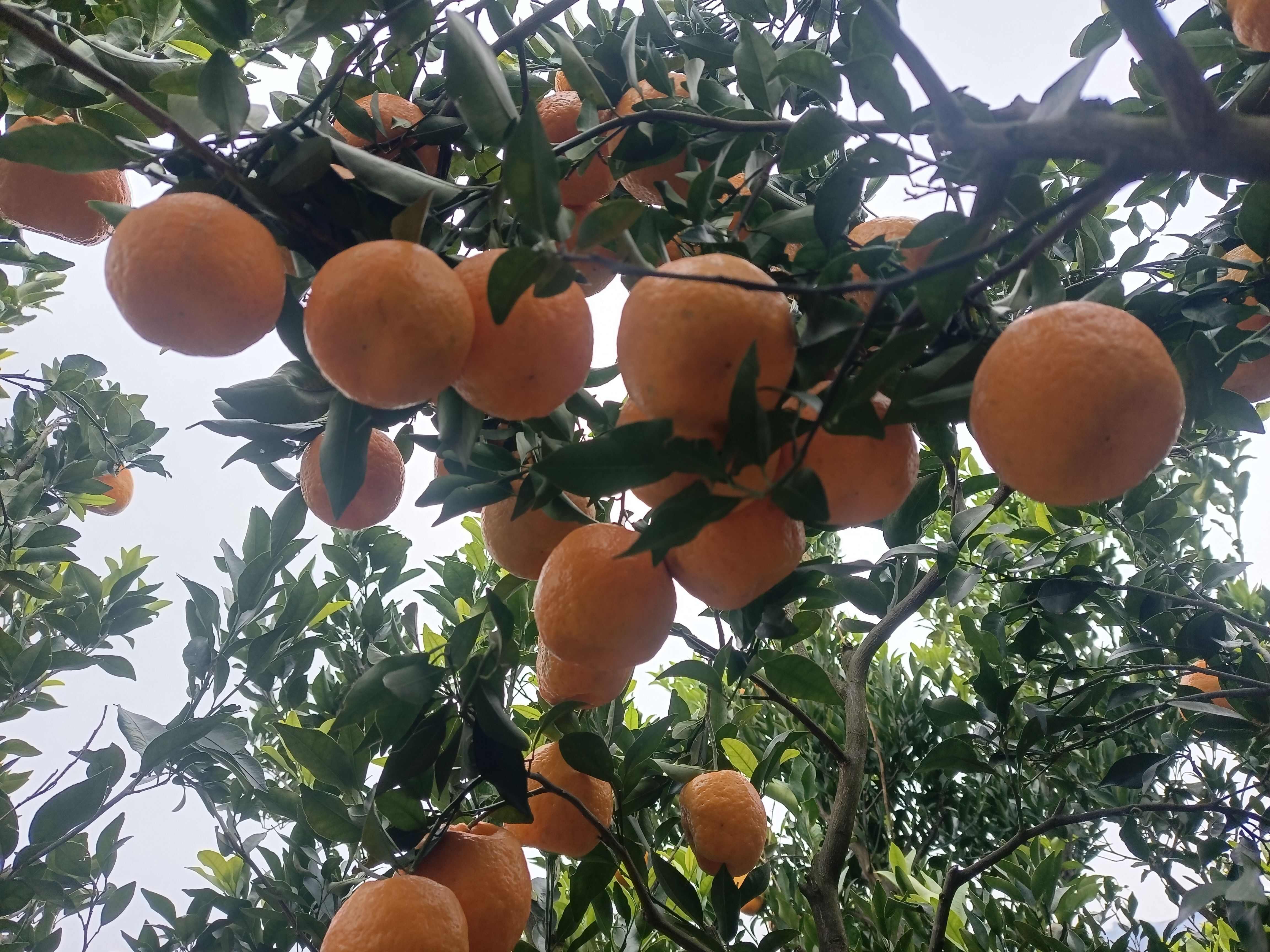 赤水河桠杆甜橙。