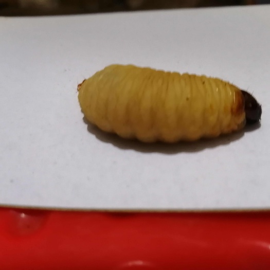 遂宁竹笋虫活体速冻品零售批发