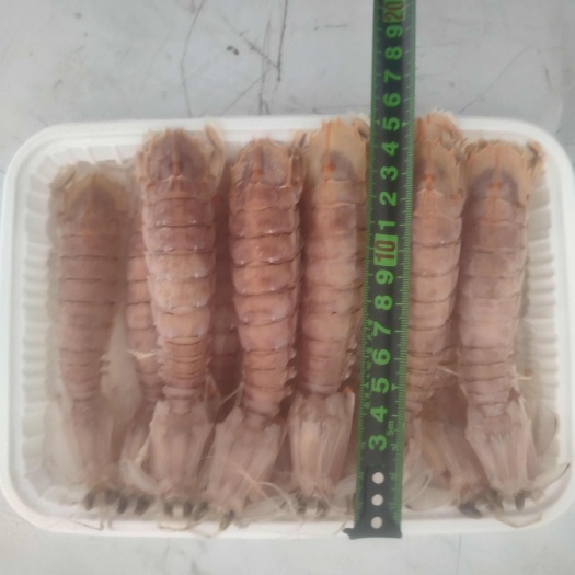 北海廣西北海新鮮皮皮蝦 海域直供