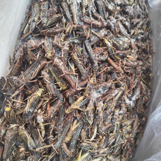 沂水县沂水县直发 冷冻东亚飞蝗 原产地批发供应 高品质禽畜特产