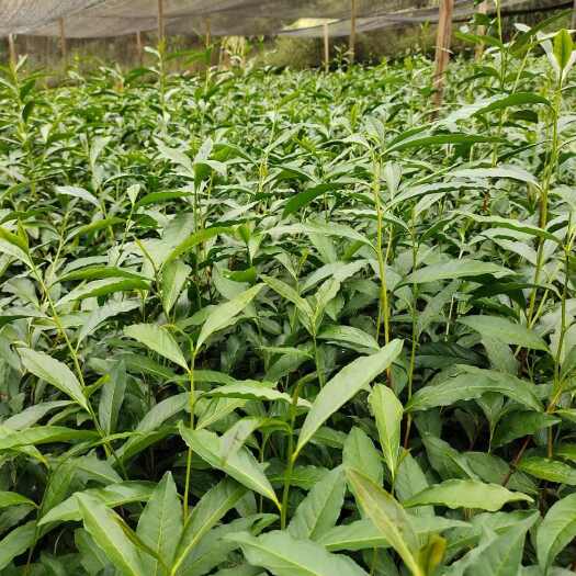 吉首市黄金茶苗2023年的苗。1号，2号8号