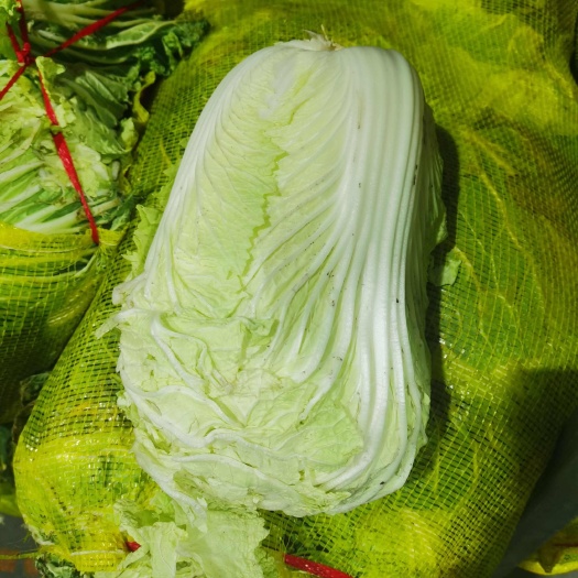 原阳县大白菜 4-5-6斤每棵