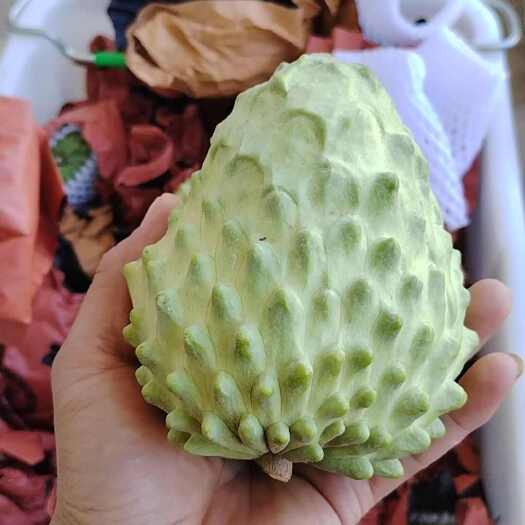 元谋县精品释迦果