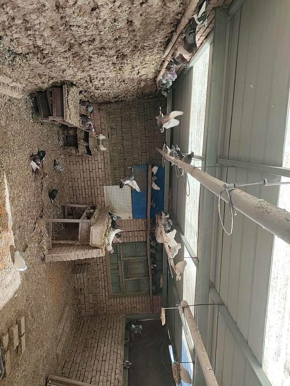 鸽子