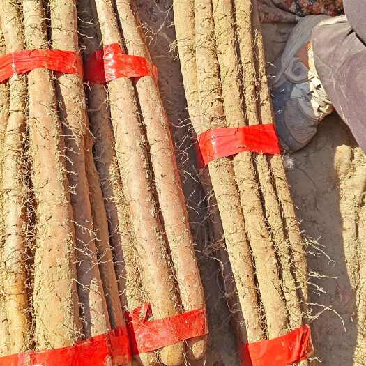大名縣白玉、雙棒山藥大量供應(yīng)趕集貨