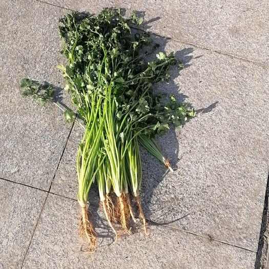 盱眙县淮安小香芹