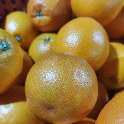 苏州血橙
