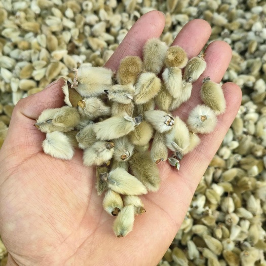 辛夷花新货产地湖北迎春花干货500g包邮