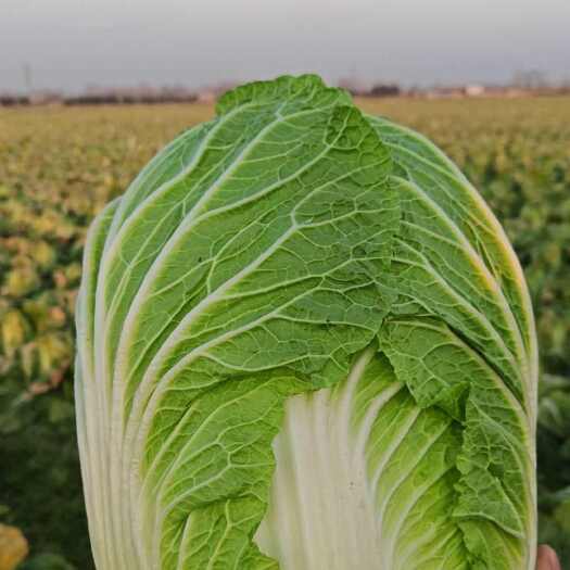 新野县黄心大白菜