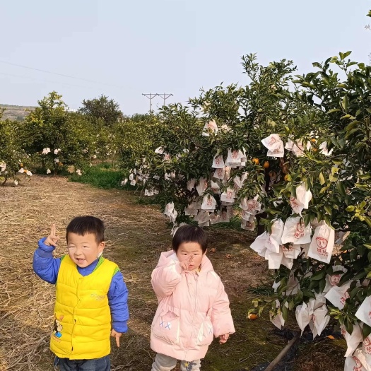 宁波现摘现发，自然成熟，无科技与狠活，农家自种新鲜耙耙柑