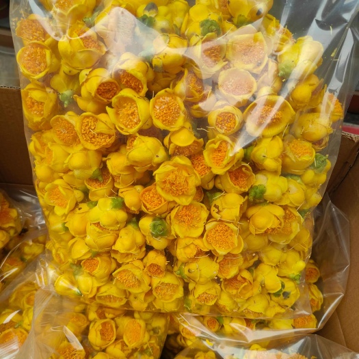 防城港广西防城港金花茶自产自销