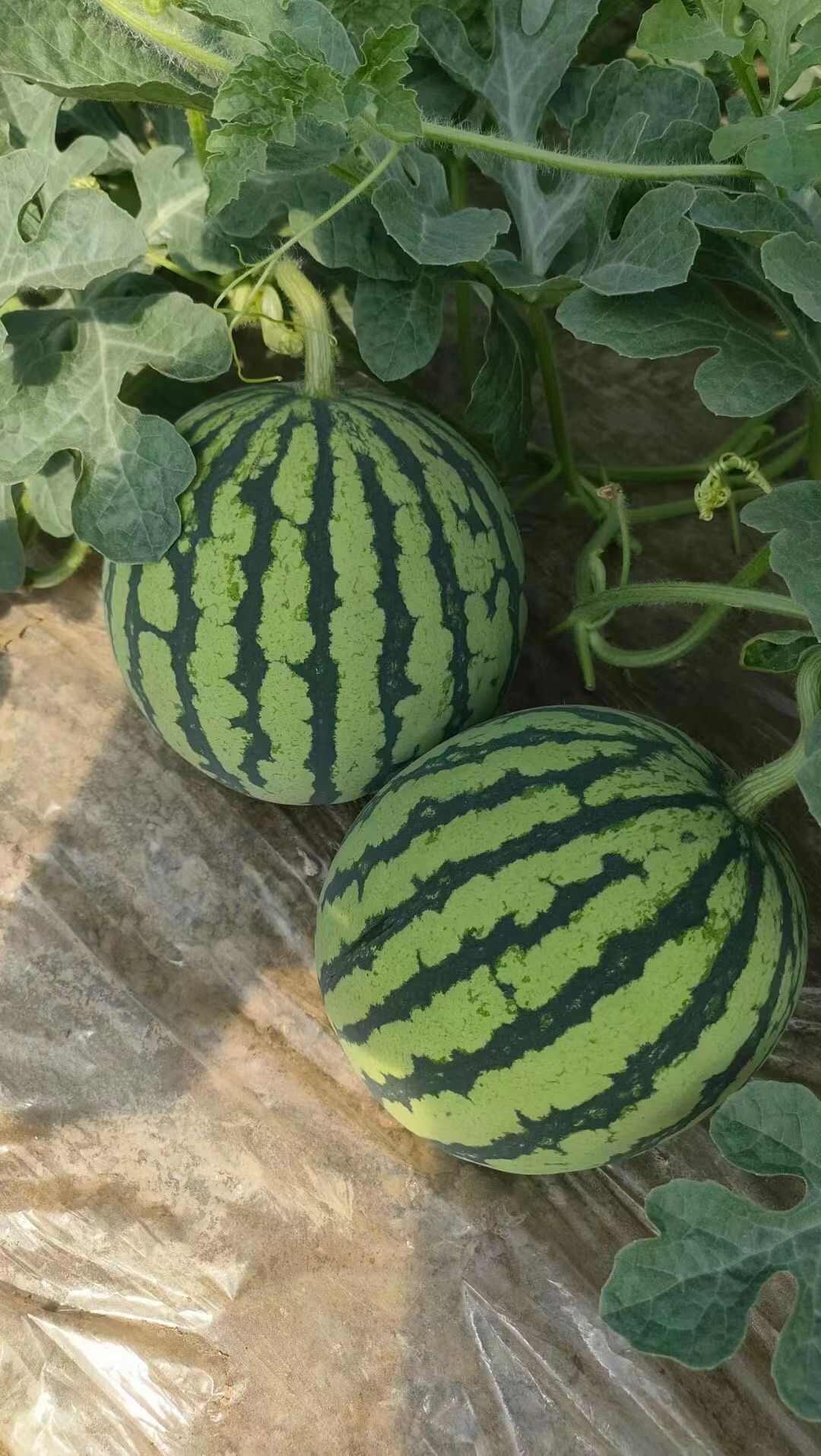 美都类包装西瓜种子 持证经营品质可靠