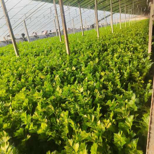 周口暖棚芹菜，菜品上上等！