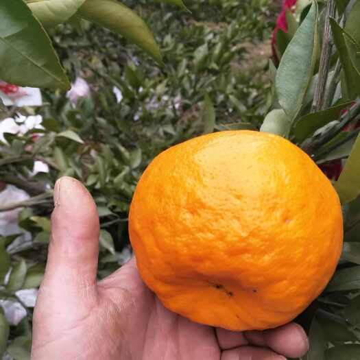 资阳碰柑