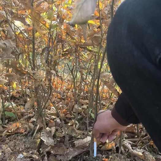 六盘水麻栎