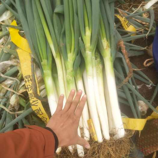 宾阳县广西宾阳大葱大量上市精品质量