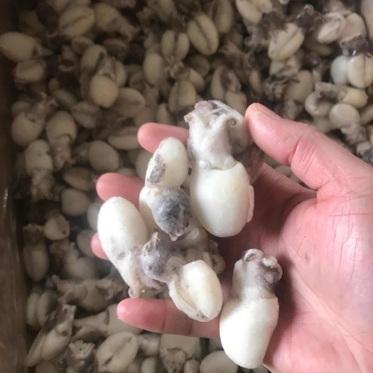 墨鱼仔，单冻墨鱼仔，散装墨鱼仔