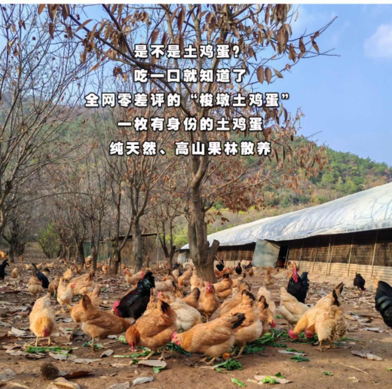 初生蛋开窝蛋！绿壳蛋批发，一件代发！玉米小麦喂养，森林散养！