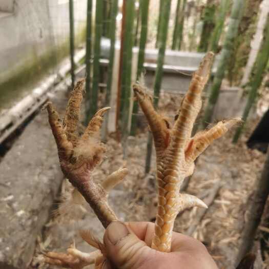 磐安县浙江过年供应土鸡老公鸡，两年了，有几百个。仙居鸡