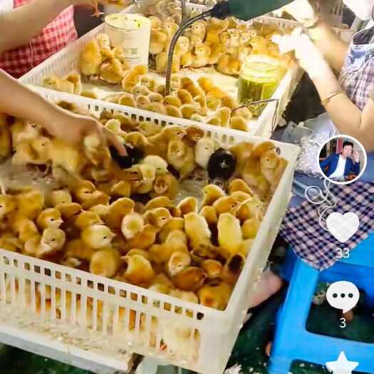 兴平市兴平鸡苗孵化场