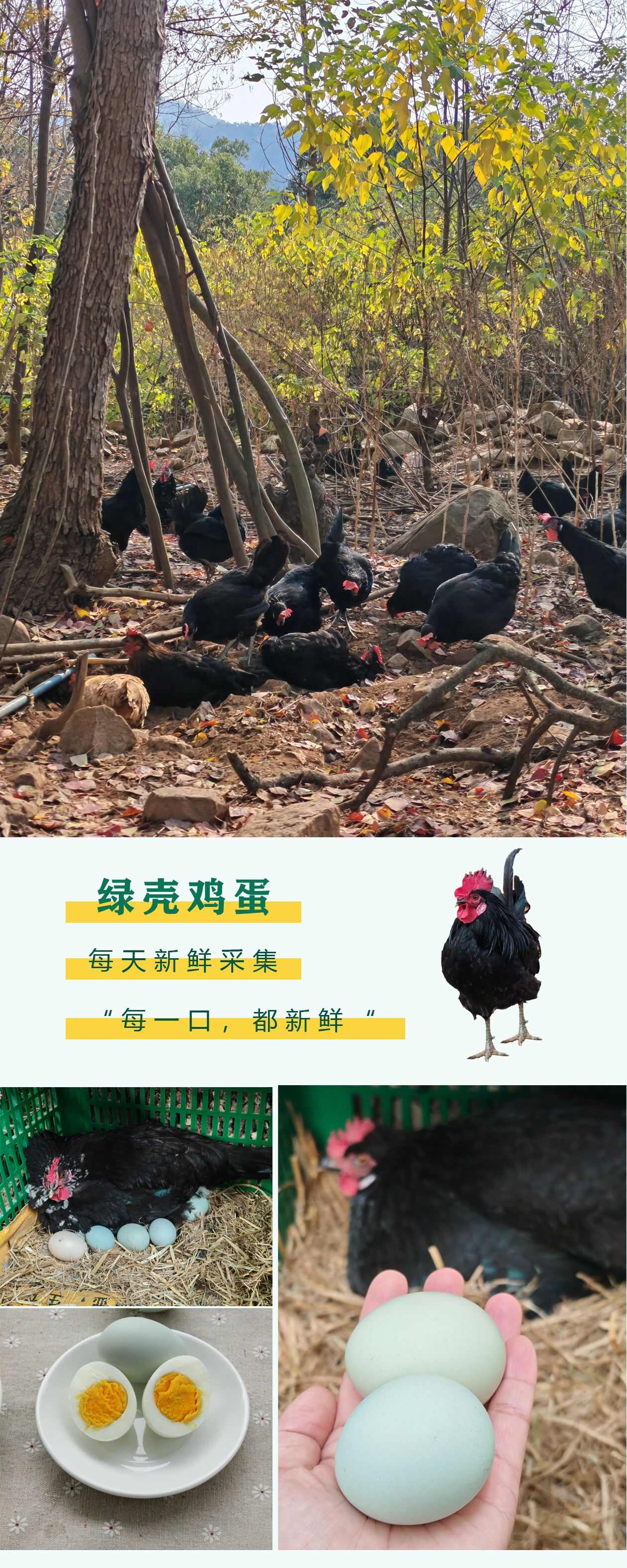 京山乌鸡蛋基地直供，乌骨鸡吃玉米小麦稻谷，蒸煮煎炒都为金黄