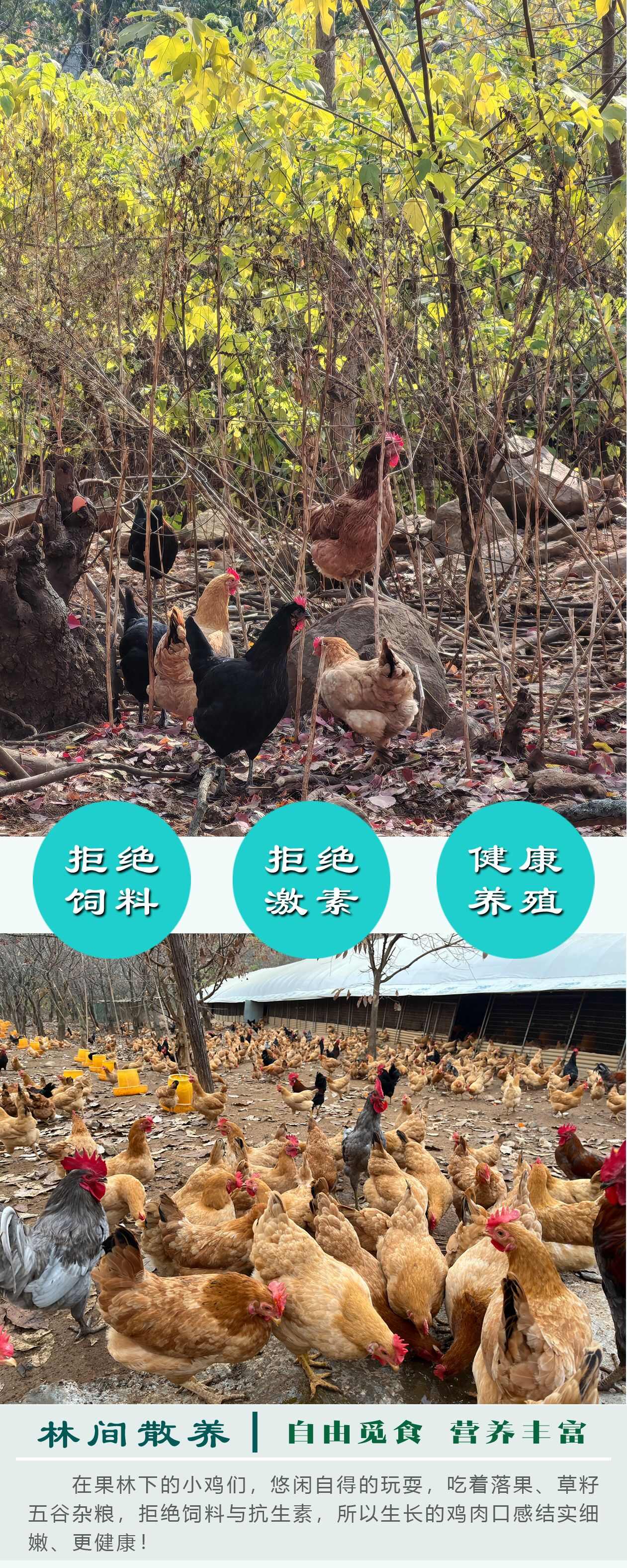 初生蛋开窝蛋！绿壳蛋批发，一件代发！玉米小麦喂养，森林散养！