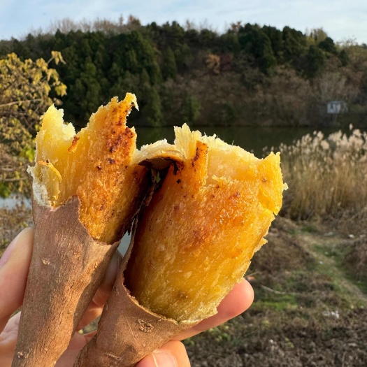 烟台蜂蜜罐红薯
