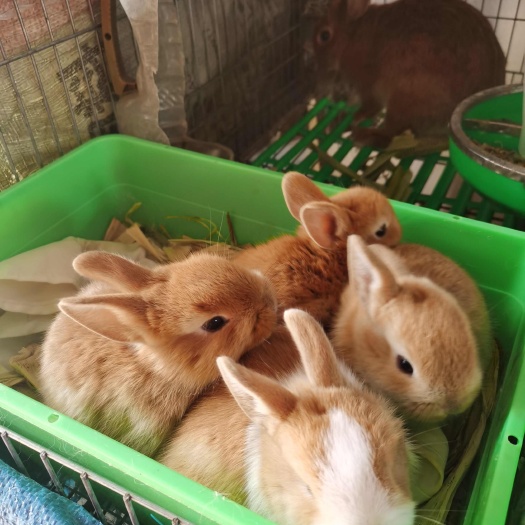 河源杂交兔 家兔