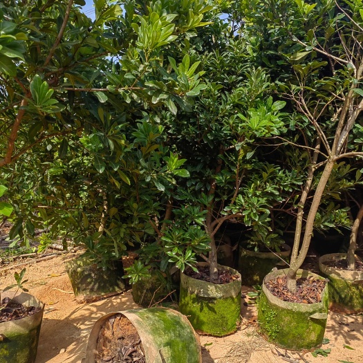 漳州东魁杨梅5年结果大树