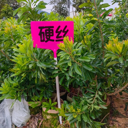 漳州多个品种杨梅嫁接苗