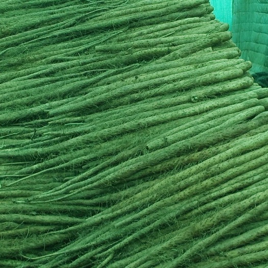 万荣县大量出售铁杆山药