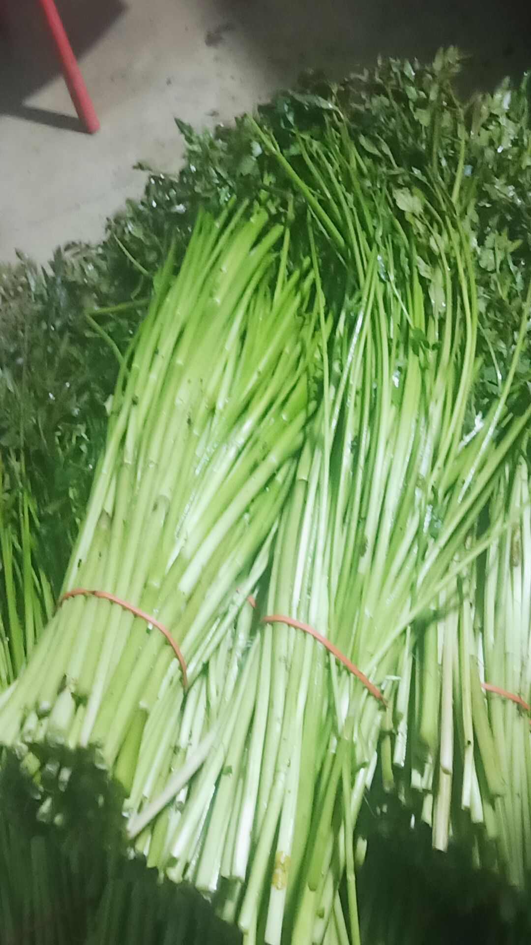 水芹