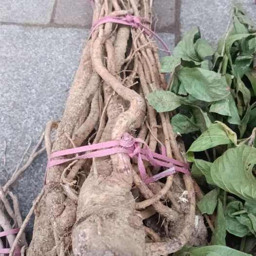 阳春市广东阳春千斤红，非种植
