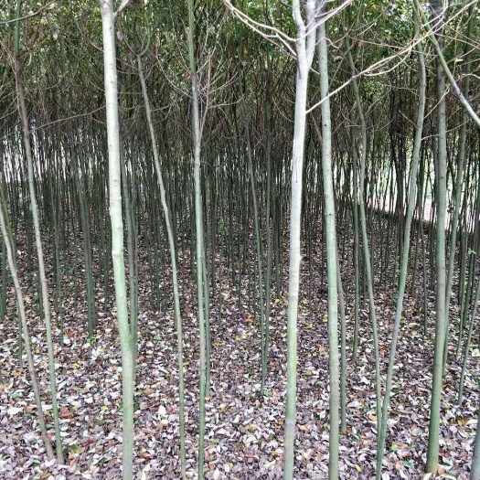 重庆市2公分香樟带土球精品香樟树苗可开发票技术指导