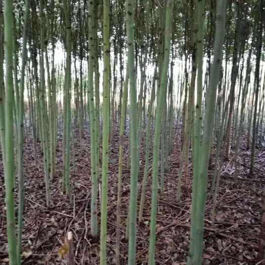 3公分香樟树带土球发货 可提供发票和技术指导